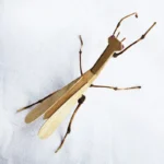 Handmade Bamboo Insects Crafts - Image 4