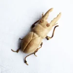 Handmade Bamboo Insects Crafts - Image 7